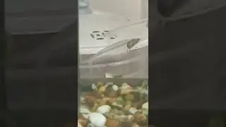 The Thailand glass catfish (Kryptopterus vitreolus)