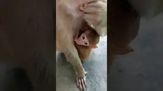 monkey baby feeding milk #bandar #monkeyvideo #monkey