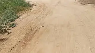 النخل والنحل في نجم المقدم