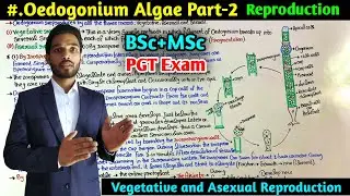 Oedogonium Algae Part-2 || Asexual Reproduction in Oedogonium Algae || BSc First year || MSc || PGT