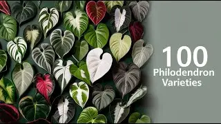 100 Philodendron Varieties with Pictures and Names | Complete Plant Guide
