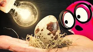 EXPERIMENT: Hatching Eggs from a Grocery Store!