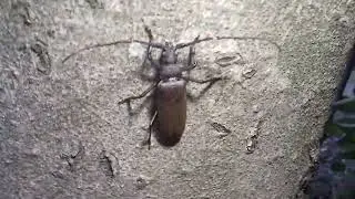 Bube Srbije-Lipina strižibuba (Aegosoma scabricorne)