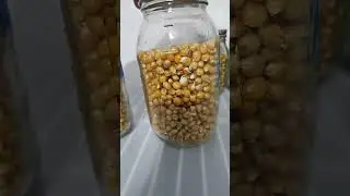 First Popcorn Tek Update! #success #mycelium #mycology  #mushroom #grow #reels