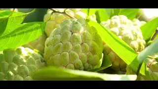 Inside the Custard Apple Factory From Fresh Fruit to Sweet Desserts Full Process