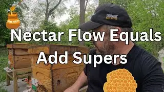 The TIME is NOW | Adding Honey Supers !