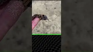 Предварительный просмотр видео Snake 2025 в Джорджии!