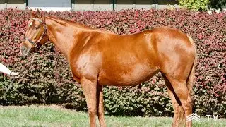Dam of BC-Bound Sweet Melania, In Foal to Liam's Map