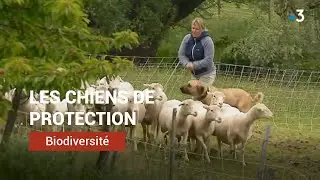 Une &eacute;tude sur les chiens de protection