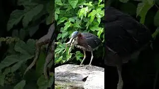 Frog-Eating Green Heron: Real Bird Feeding Moments