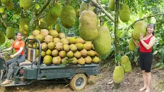 These Giant Jackfruits were Harvested by Phuong -- Vietnamese Country Girl Harvesting Fruit