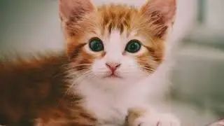 Purr-fect Affirmations  A Cat Lover's Guide #cats #pawfirmations #affirmations