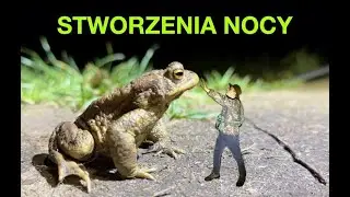 Stworzenia nocy