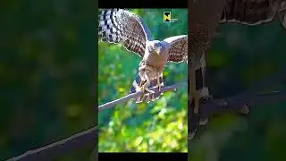 How did the eagle hunt the snake #wildlife #nationalgeographic animals #discovery