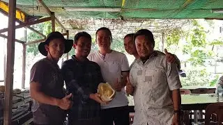 TUPAI KING MALAYSIA, APAKAH BISA SEPERTI MUSANGKING? @bolangagromalang#tupaiking