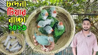 চন্দনা টিয়ার বাচ্চা ছেলে মেয়ে চেনার উপায় || চন্দনা বাচ্চার দাম || Ringneck baby price 