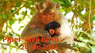 Monkey Piper give birth first baby her first baby