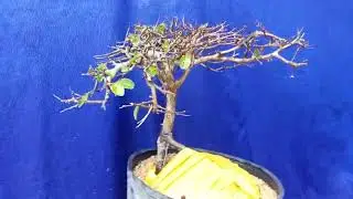 (Đx))M893 gl vu b&ograve; 100k LH 0707713796 Khương bonsai 