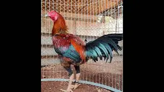 BNR birds collection ...|BNR farms