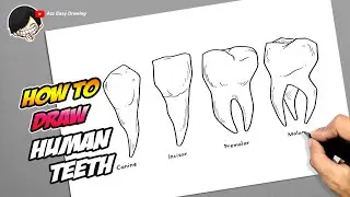 How to draw Human Teeth