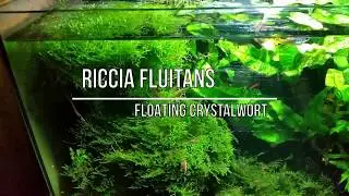 BEST Aquarium Live Plants - RICCIA Fluitans the Floating Crystalwort