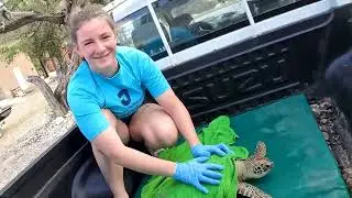 From Classroom to Coastline: Jefferson Students Research Sea Turtles in Curaçao