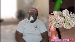 Blackberry punch | Strain Review