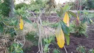 Why do my loquat leaves turn yellow??