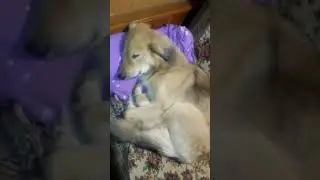 Хорошо на подушечке отдохнуть                                         #собака#sleep#dogs#shorts