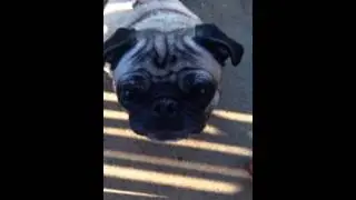 Vocal begging pug