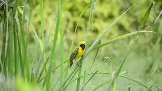 Magnificent Asian Golden Weavers (Ploceus hypoxanthus) Nest Building