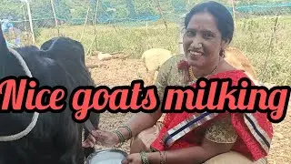 Nice goats milking by hands 🥰