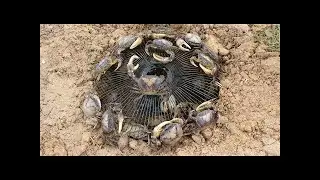 Easy Fan Guard Crab Trap To Catch A Lot Of Crab By A Smart Girl