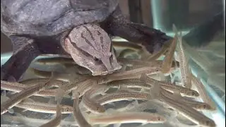 腹ペコのスッポンの目の前に大量のドジョウを投入してみた