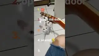 Top 5 Cat moments #cute #cutecat #cutecats #funnycat #funnycats #funnykittens #top5cats