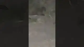 Allah give food all animals Everytime