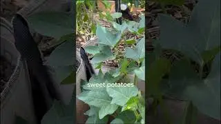 The Best Crops for 100&deg;F+ Heat (Hot Season Gardening)