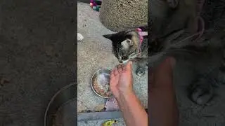 feeding my catdogs #puppy #cat #magicalcats #cute #asmr #adventurecats #adventure #iloveearth
