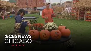 Great Highwood Pumpkin Fest aims to break 2 Guinness World Records