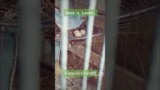 dove bird breeding setup| Diamond Dove's Lover #viral #youtubeshorts #video #pakistan #capcut