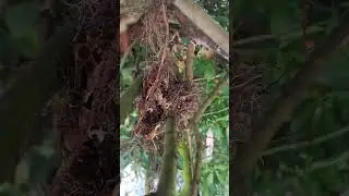 Bumble bee nest in tree 🐝🐝🐝🐝