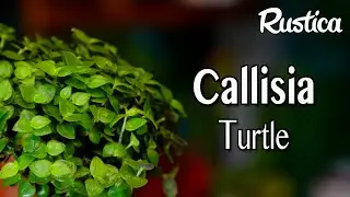 La callisie rampante ou liane tortue, une plante verte couvre-sol facile &agrave; marcotter