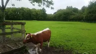 ❤🇮🇪 YOUNG COW🌻RURAL IRISH AGRICULTURE🌻WATCH RELAX SLEEP🌻10min VIDEOS IN SITE🌻subscribe please🌻