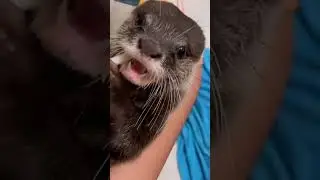 tterly Hilarious & Too Cute to Handle! 🦦💫 #animals #cuteotter #funnyanimals