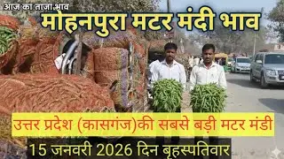 🫛मटर की आवक भारी, भाव! मोहनपुरा मटर मंडी भाव। 15 जनवरी 2026। Mater rate today। कासगंज उत्तर प्रदेश