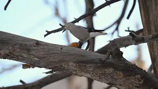 Clarks Nutcracker