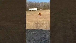 Muffin Man The Bull in his new pasture for the first time