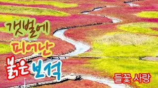 칠면초 shrubby sea-blite