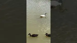Ducks Relaxing! #ducks #ducklife #birds #ducklove #birdwatching #nature #birdspotting