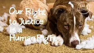 What is a fair trial?
